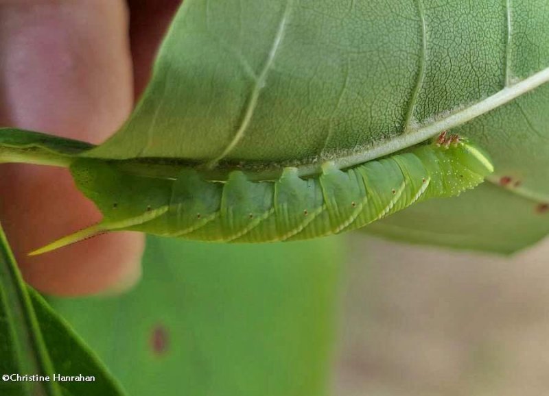 Waved sphinx moth caterpillar (Ceratomia undulosa), #7787