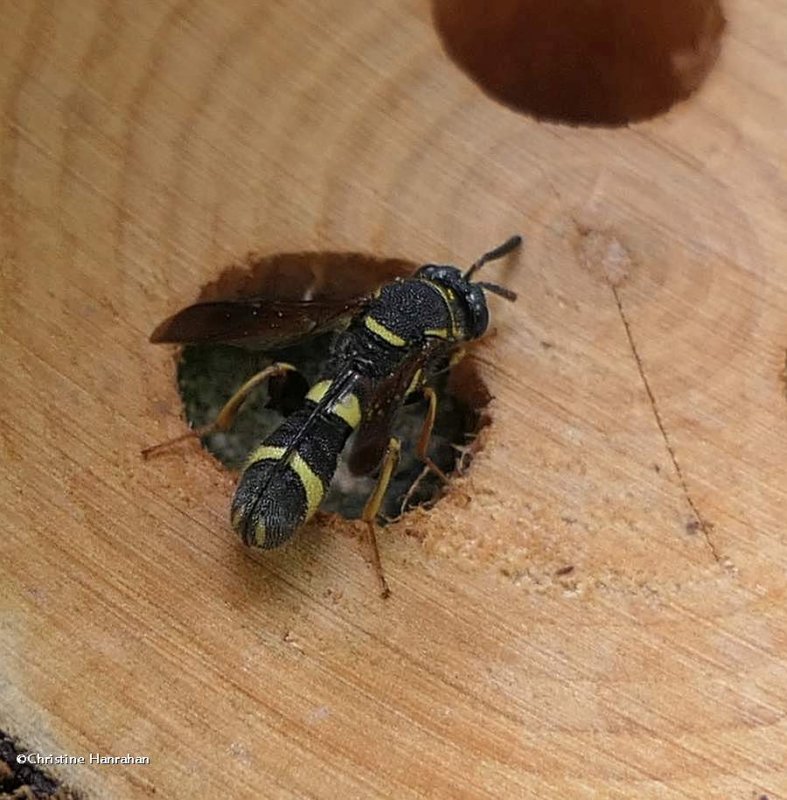 Parasitic wasp (Leucospis affinis), female