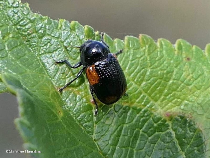 Casebearing leaf beetle (Cryptocephalus quadruplex)