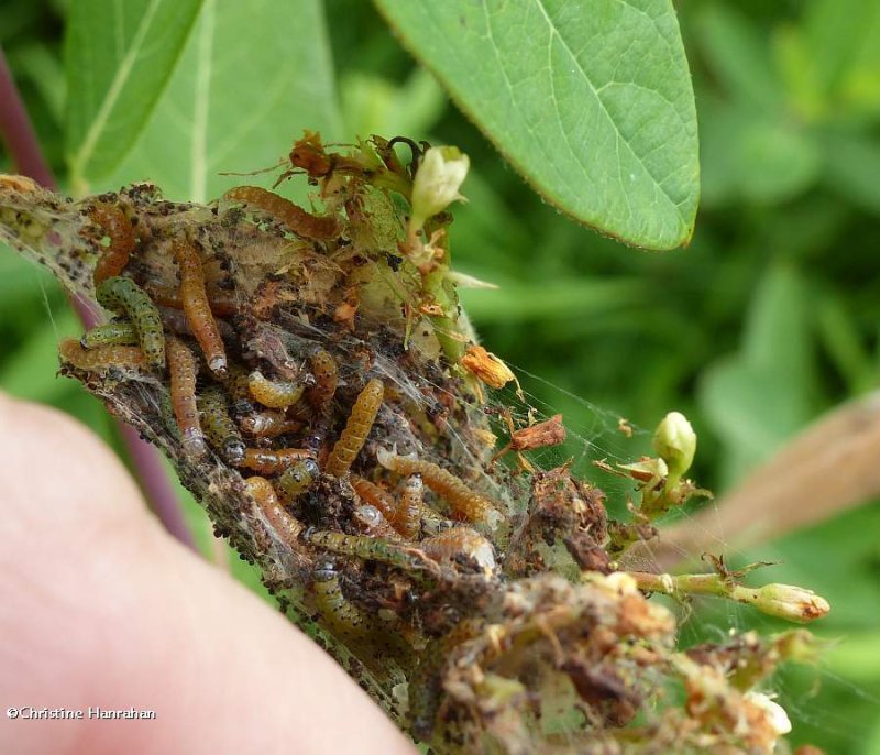 Dogbane Saucrobotys moth caterpillars  (Saucrobotys futilalis), #4936