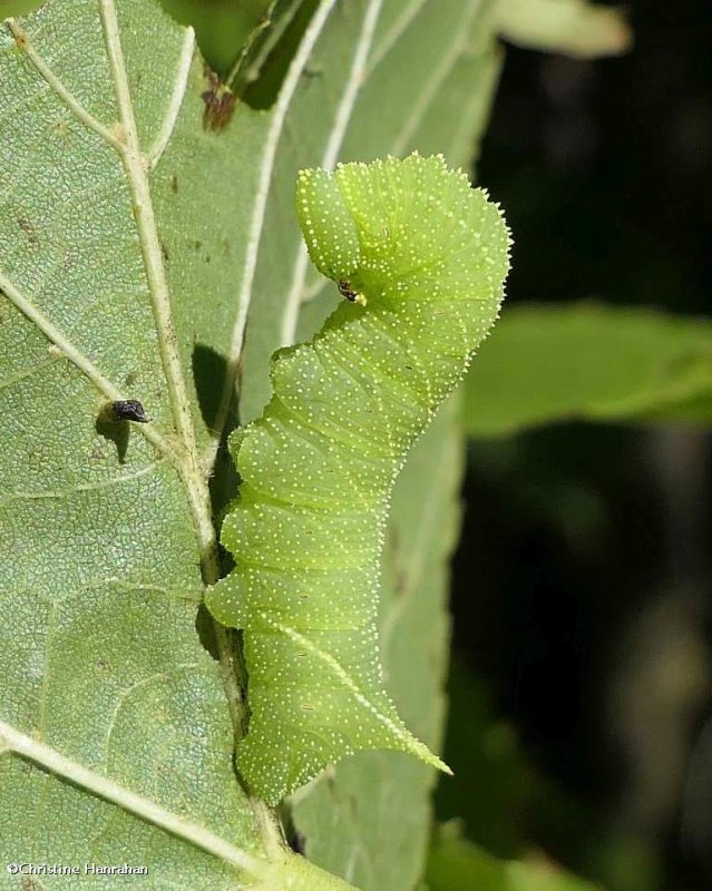 Blinded sphinx moth caterpillar   (<em>Paonias excaecathus</em>), #7824