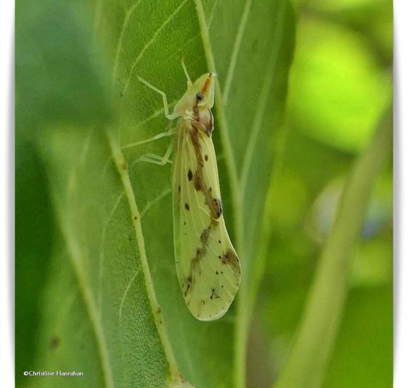 Planthopper, Derbid (Otiocerus woflii)