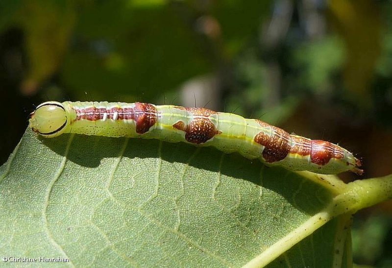 Variable oakleaf moth caterpillar  (Lochmaeus manteo)