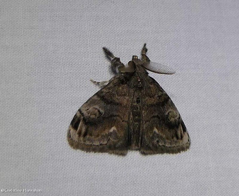 Definite tussock moth (Orgyia definita), #8314