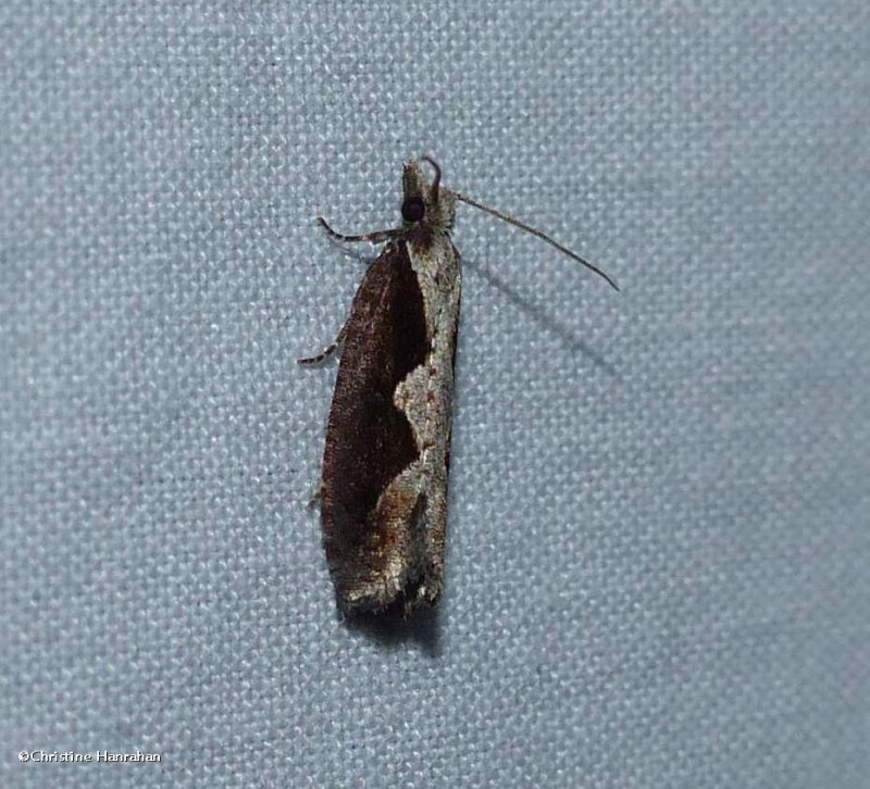 Diamondback epinotia moth (Epinotia lindana), #3351