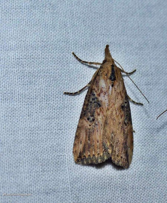 Hop vine moth  (Hypena humuli), #8461