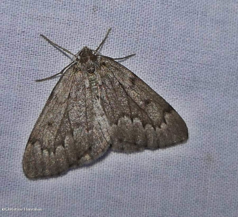 Nepytia moth  (Nepytia pellucidaria), #6909