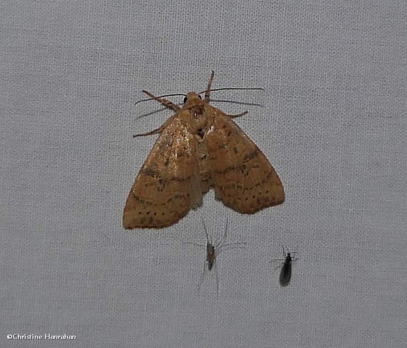 Dotted sallow moth (Anathix ralla), #9961