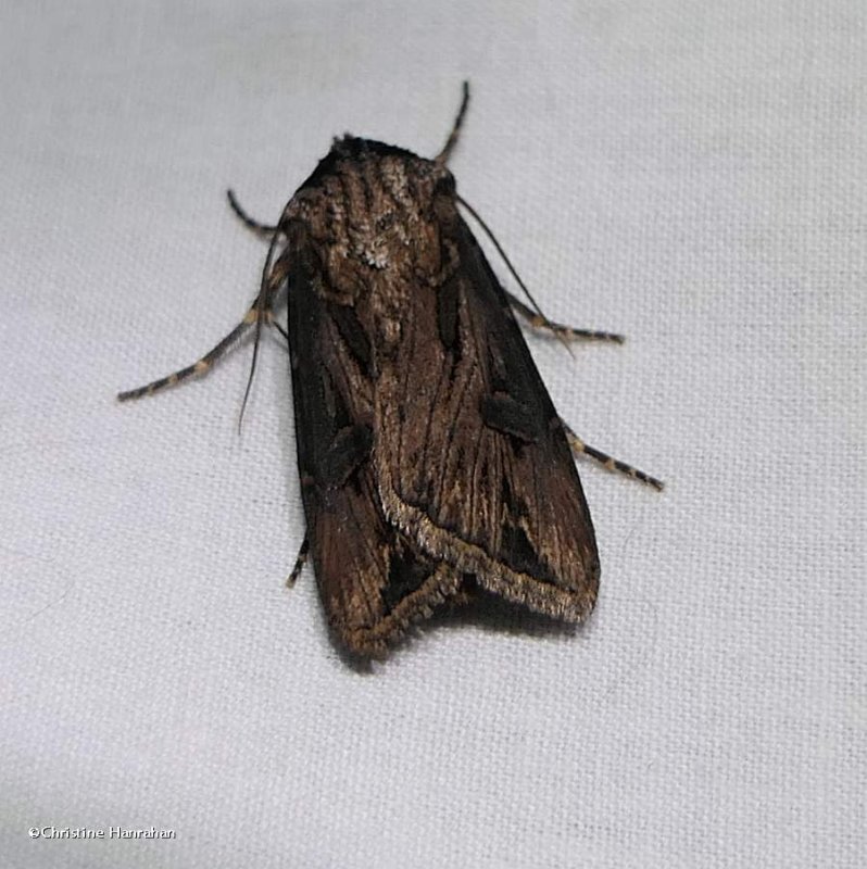 Venerable dart moth (Agrotis venerabilis), #10651
