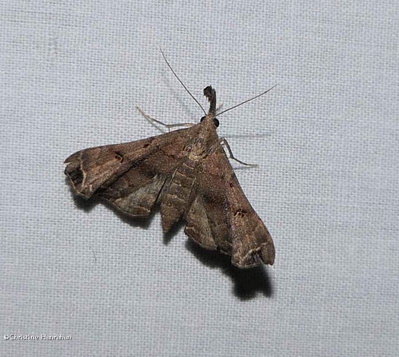 Faint-spotted palthis moth (Palthis asopialis), #8398