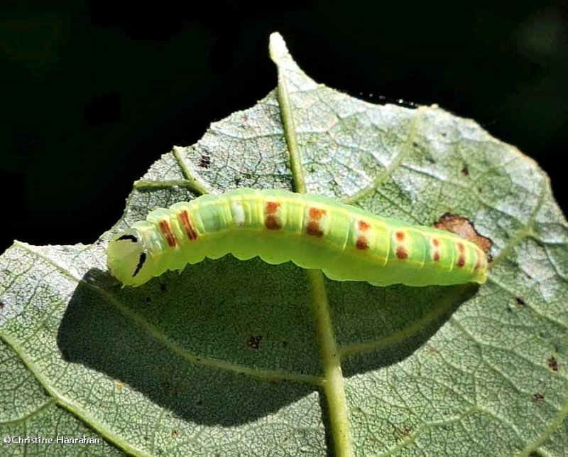 Common gluphisia moth caterpillar (Gluphisia septentrionis), #7931