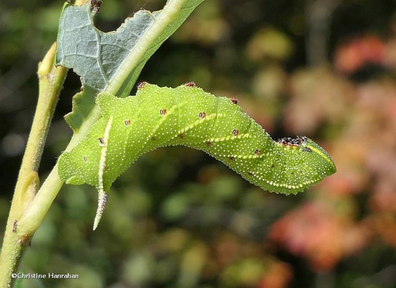 Blinded sphinx moth caterpillar   (Paonias excaecathus), #7824