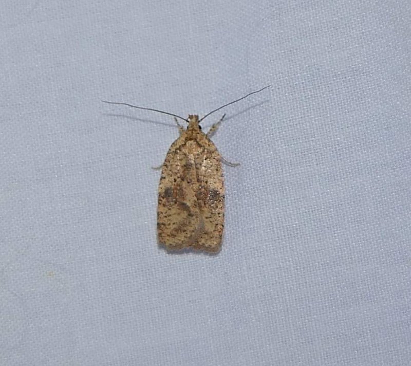 Thelmas Agonopterix moth  (Agonopterix thelmae), #0884