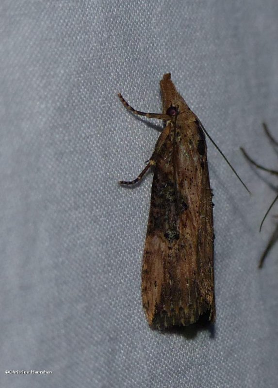 hop vine moth  (Hypena humuli), #8461