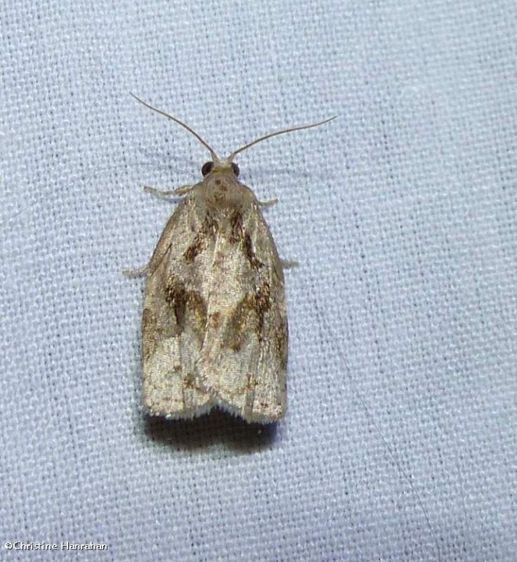 Gray Archips moth(Archips grisea), #3660