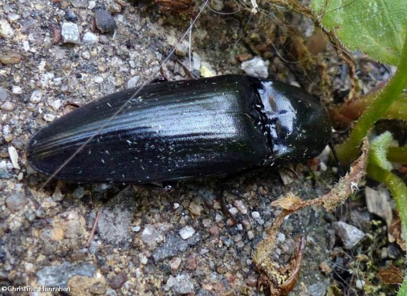 Click beetle (Melanactes)