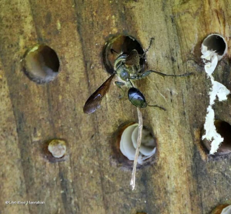 Grass-carrying wasp (Isodontia mexicana) with nest material
