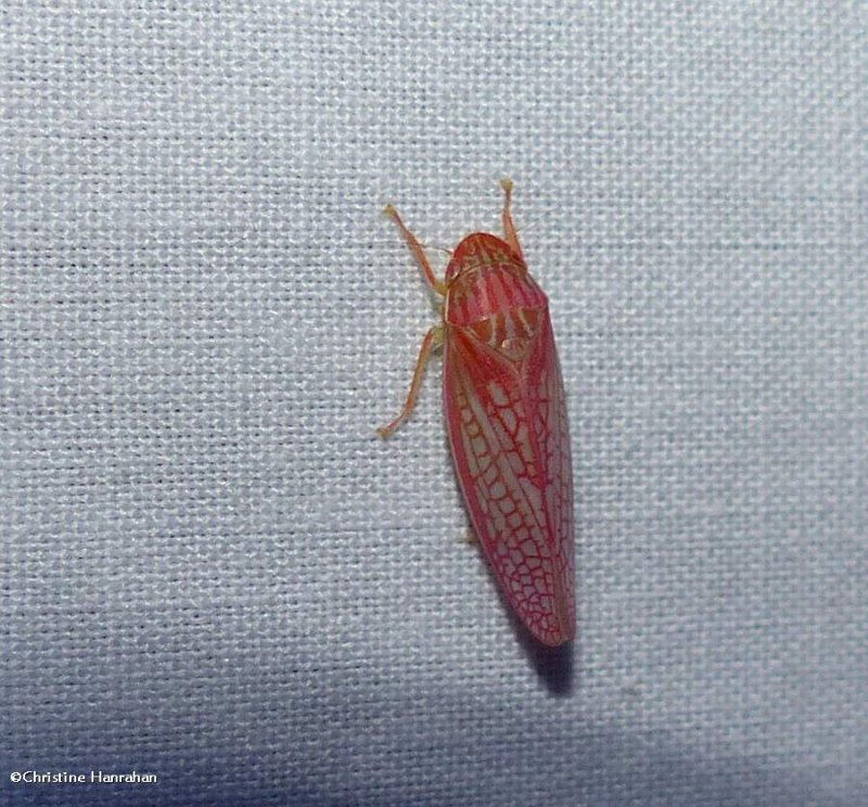 Leafhopper (Gyponana gladia)