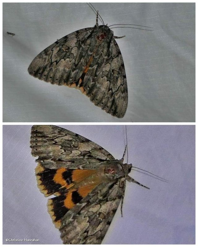 Yellow-banded underwing moth  (Catocala cerogama), #8802