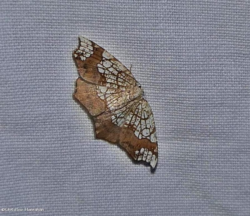 Horned spanworm moth  (Nematocampa resistaria), #7010