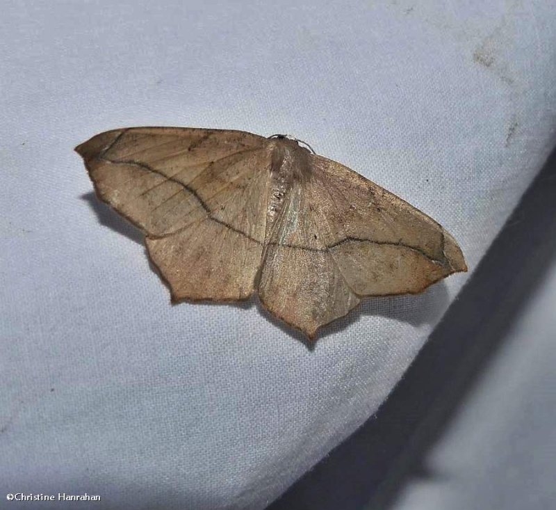 Large maple spanworm moth  (Prochoerodes lineola), #6982