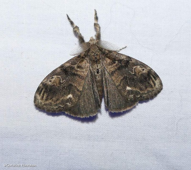 Definite tussock moth (Orgyia definita), #8314