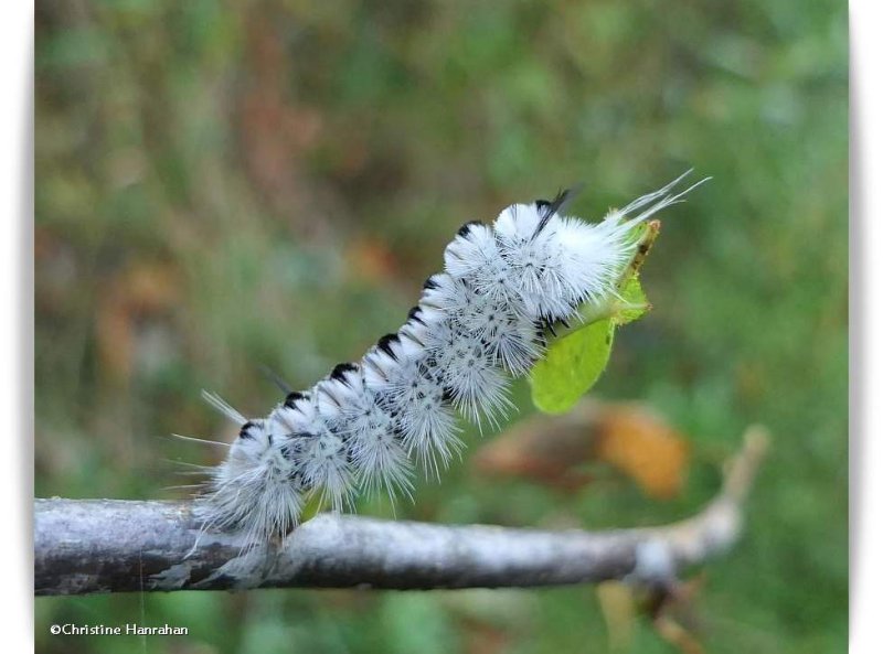 Hickory tussock moth caterpillar (Lophocampa caryae), #8211