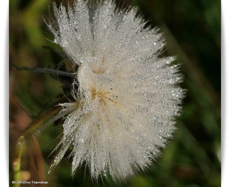 Seedhead (Sonchus)