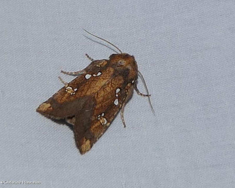 Northern burdock borer moth   (Papaipema arctivorens), #9471