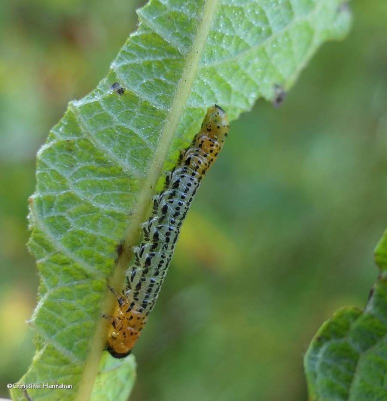 Willow sawfly larva (Nematus)