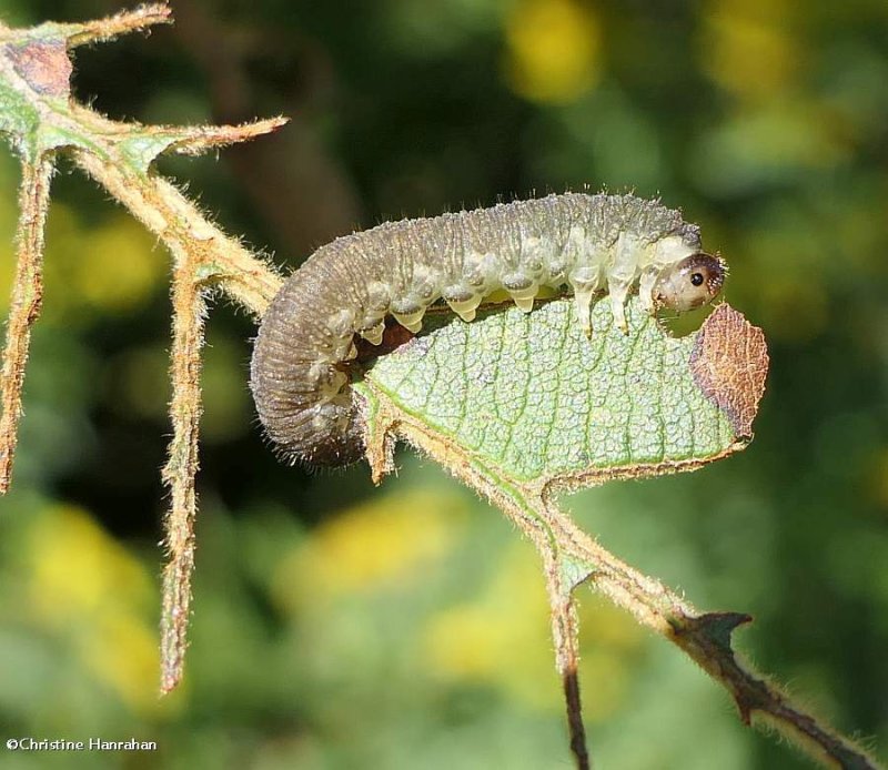 Sawfly larva on speckled alder 