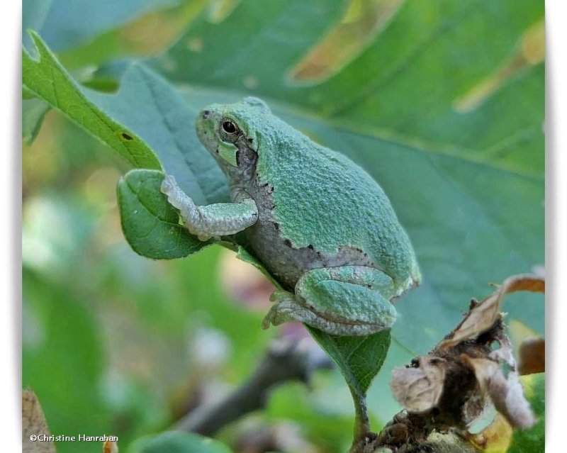 Gray treefrog  (Hyla versicolor)