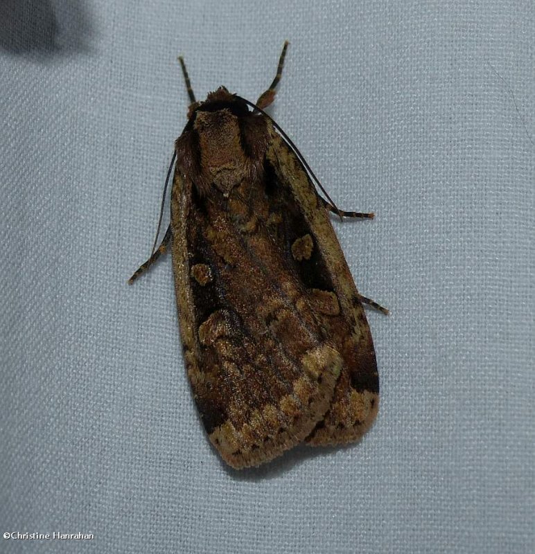 Sigmoid dart moth (Eueretagrotis sigmoides), #11007