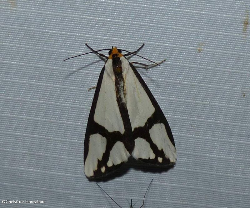 The neighbour moth  (Haploa contigua), #8110