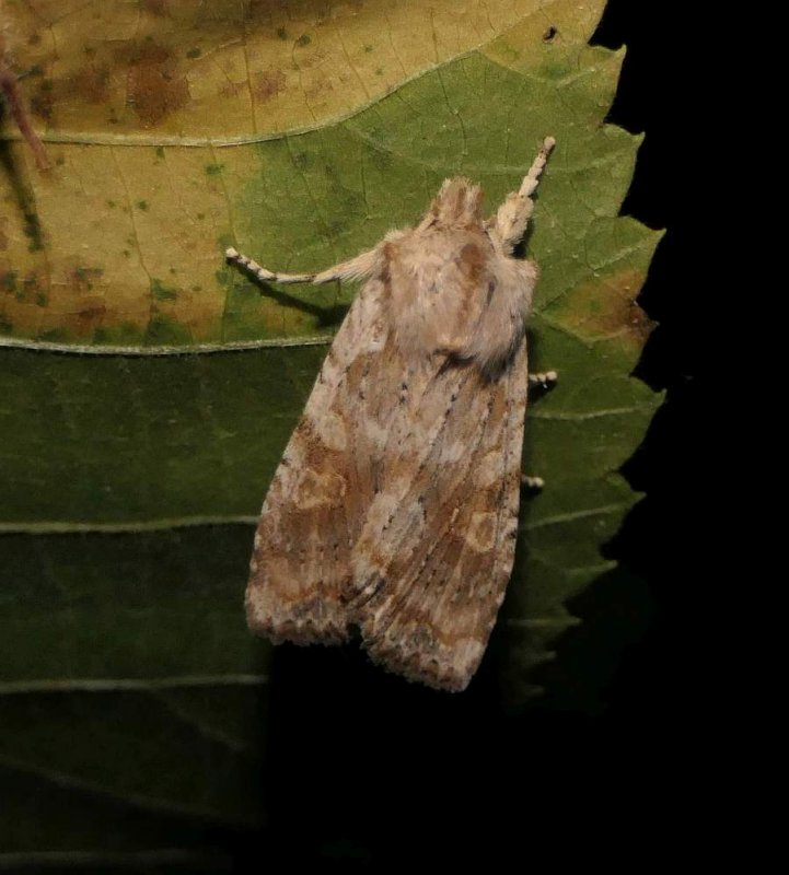 Bethune's pinion (Lithophane bethunei), #9887