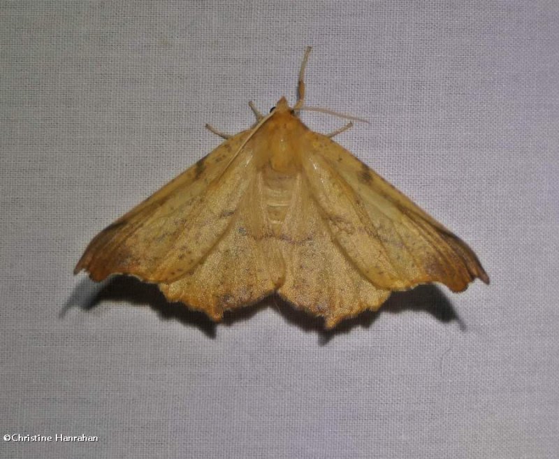 Maple spanworm moth   (Ennomos magnaria), #6797