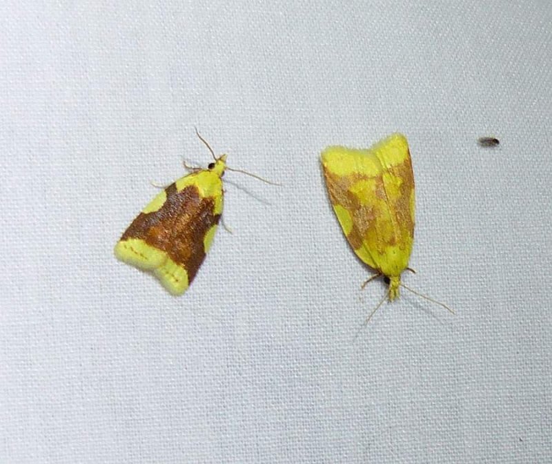 Aproned cenopis moths  (Cenopis niveana)), #3727