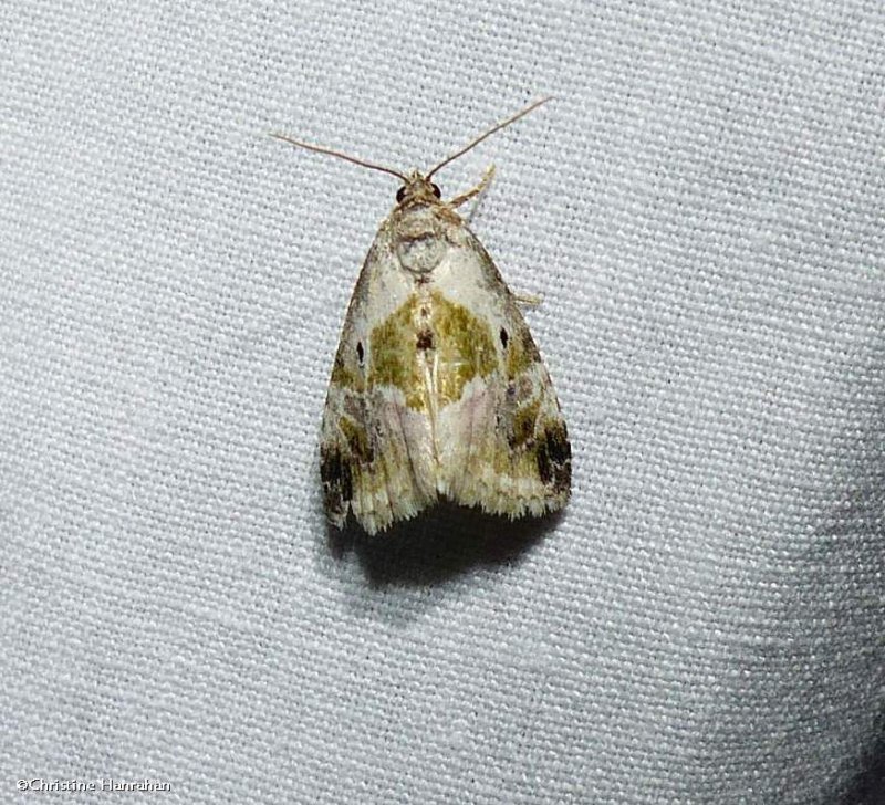 Black-dotted glyph moth (<em>Maliattha synochitis</em>), #9049