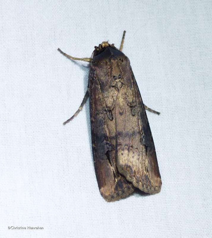 Dark sword-grass moth  (Agrotis ipsilon), #10663