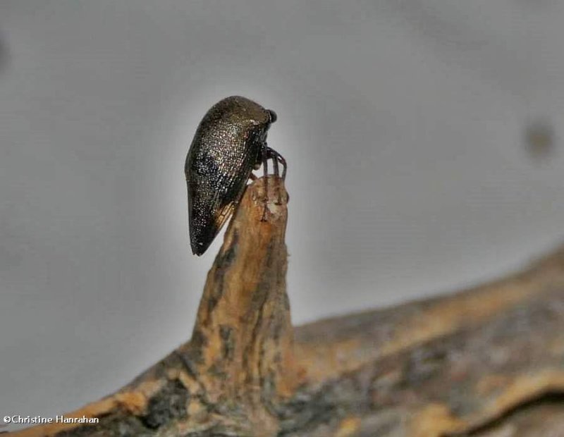 Treehopper (Carynota mera)