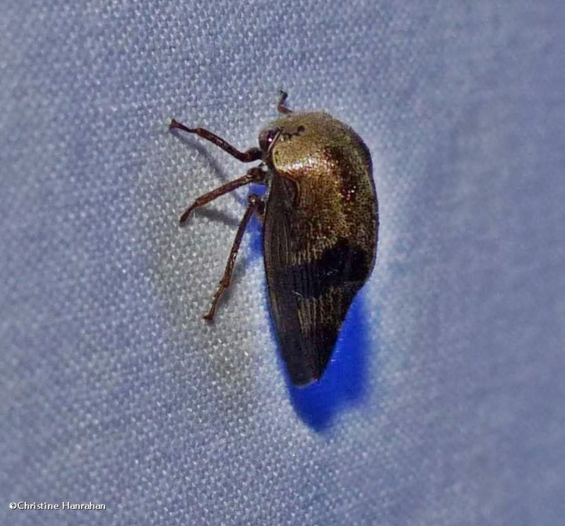 Treehopper (Carynota mera)