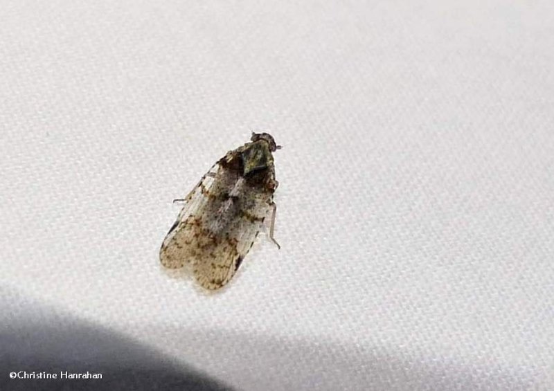 Planthopper, Cixiid   (Cixius)