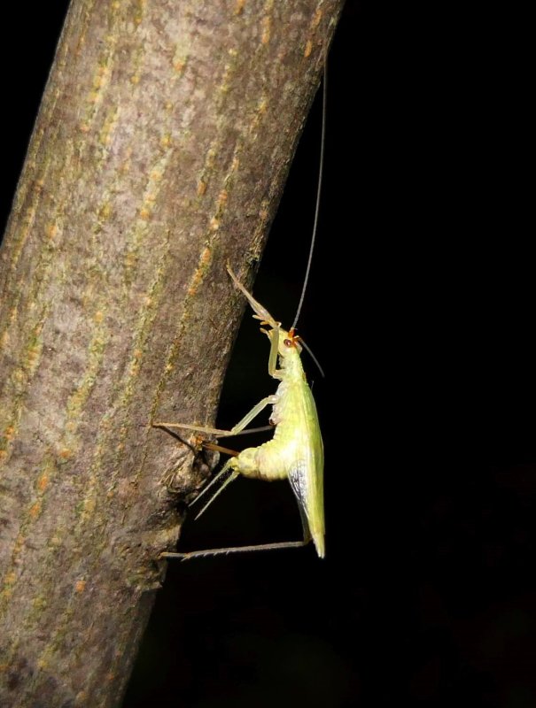 Tree cricket, female (Oecanthus)