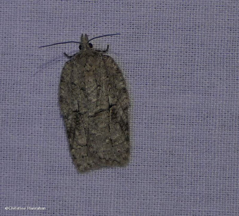 Black-lined acleris moth (Acleris nigrolinea), #3556