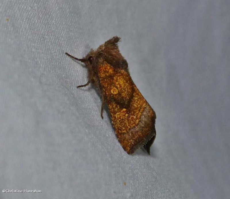 Aster borer moth (Papaipema impecuniosa), #9473