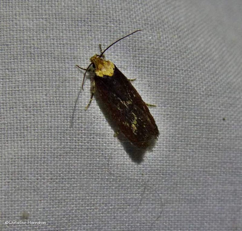 Purple carrot-seed moth (Depressaria depressana), #0924.1