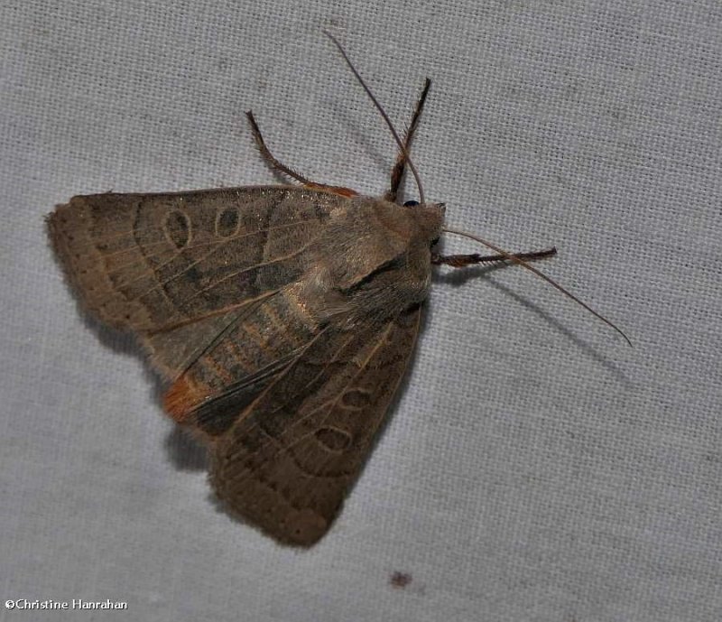 Waxed sallow moth (Chaetaglaea cerata), #9948