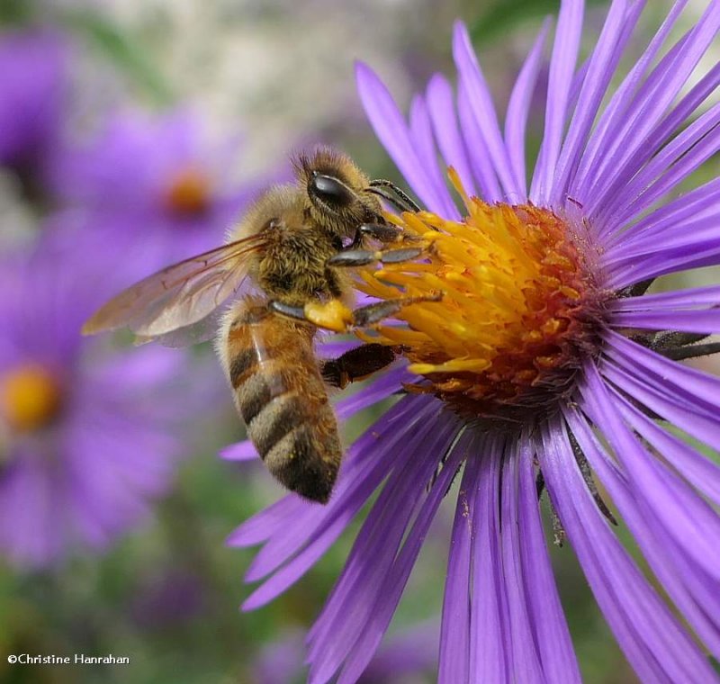 Honey Bees (Apis mellifera)