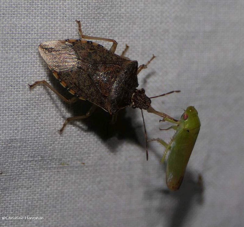 Stinkbug (Podisus) with Gyponana leafhopper