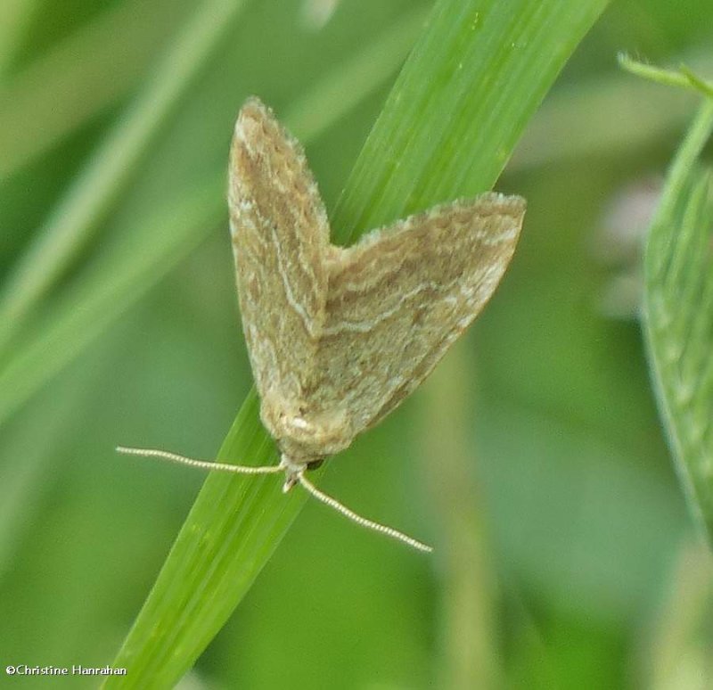 Pale glyph moth (Protodeltote albidula), #9048